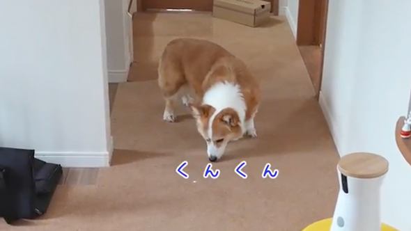 母よりお兄ちゃんが大好きなワンコ
