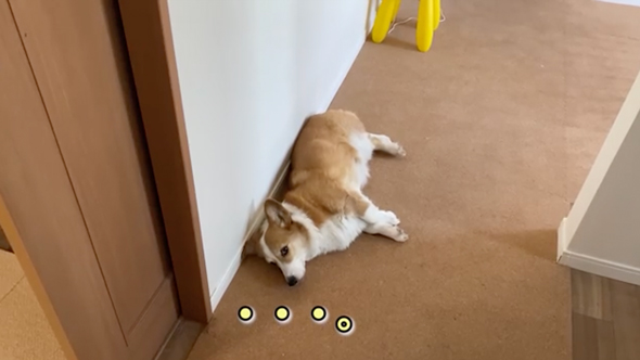 母よりお兄ちゃんが大好きなワンコ