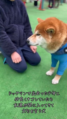 少年と柴犬