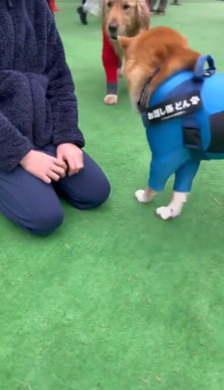 少年と柴犬とゴールデン