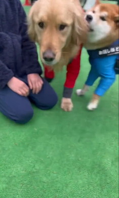 少年と柴犬とゴールデン