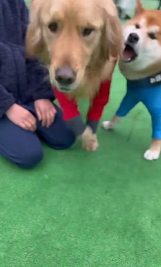 少年と柴犬とゴールデン