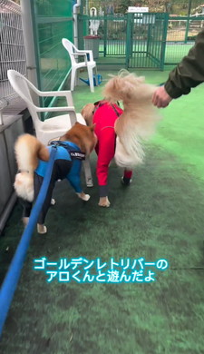 柴犬とゴールデン