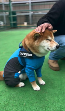 なでられる柴犬