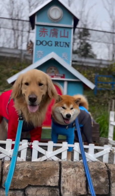 柴犬とゴールデン