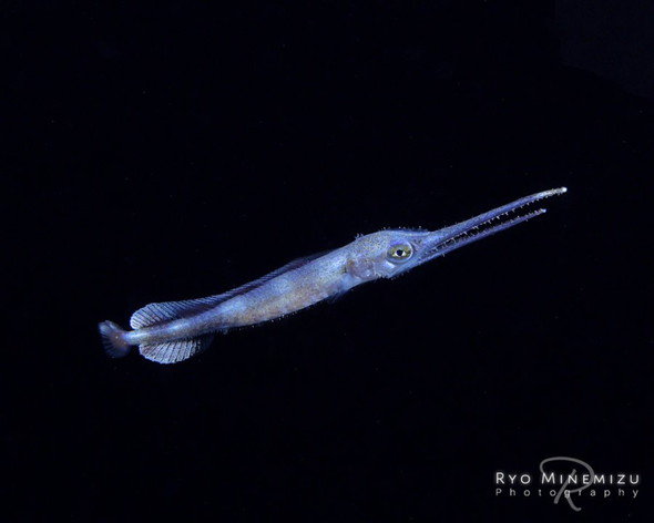 メカジキの赤ちゃん