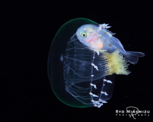 海中で暮らす生き物