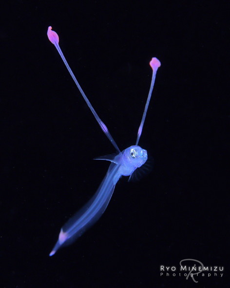 海中で暮らす生き物