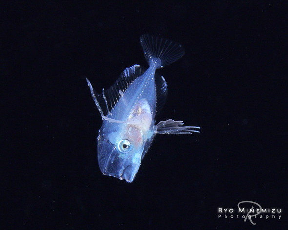 海中で暮らす生き物