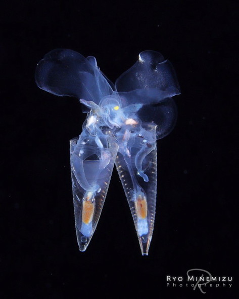 海中で暮らす生き物