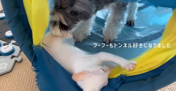 新入り子猫と遊ぶ先住犬→姿が見えなくなると……　“会話ボタン”を使って発した“言葉”に「天才だわ」「私も話しかけられたいｗ」（1/2） | 犬 ねとらぼ