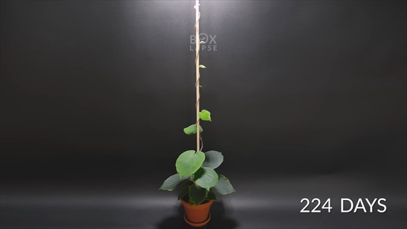 キウイの成長を種から記録したタイムラプス