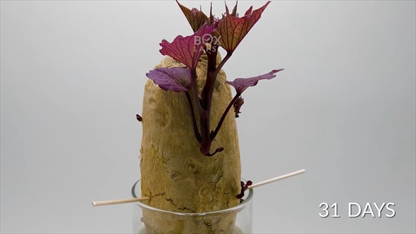 キウイの成長を種から記録したタイムラプス