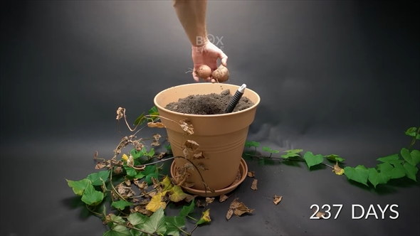 キウイの成長を種から記録したタイムラプス