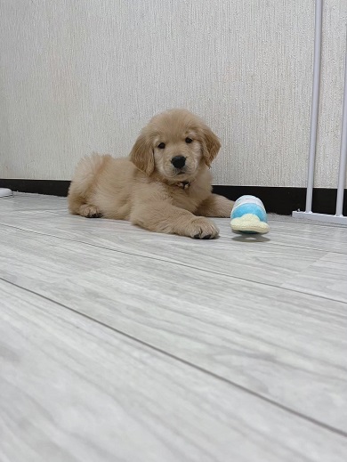手加減を知らず飼い主を獲物と認識している赤ちゃん時代のワンコ