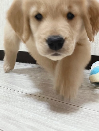 手加減を知らず飼い主を獲物と認識している赤ちゃん時代のワンコ