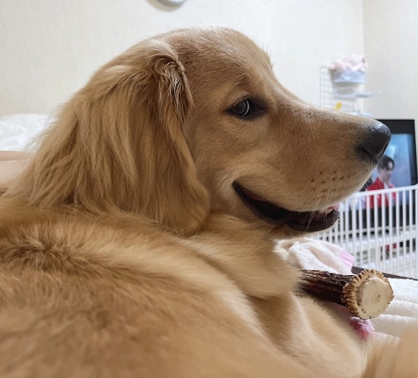 仕事から帰ってきた飼い主の様子をうかがう優しいワンコ