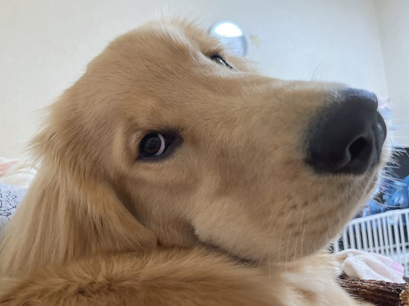 仕事から帰ってきた飼い主の様子をうかがう優しいワンコ