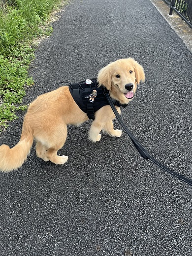 散歩のリーダーを任せると毎回飼い主にルートを確認するワンコ