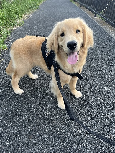 散歩のリーダーを任せると毎回飼い主にルートを確認するワンコ