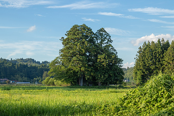 田んぼの中に森が