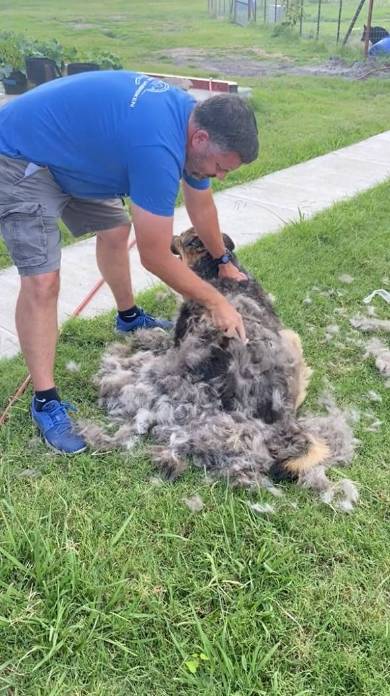 ブラッシングされる犬