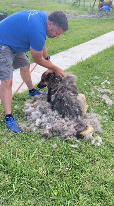 ブラッシングされる犬