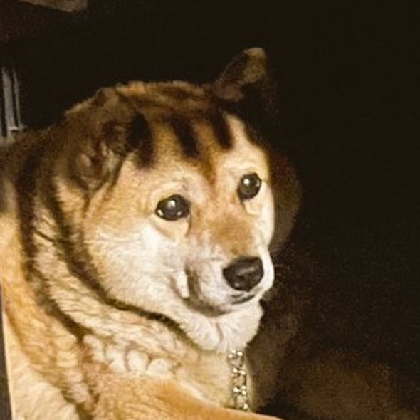 影が前髪のようになっているワンコ