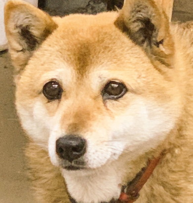 つぶらな瞳のワンコ