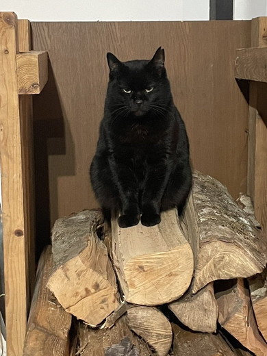 まきの上に座る黒猫ちゃん