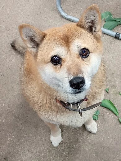 見上げるワンコ