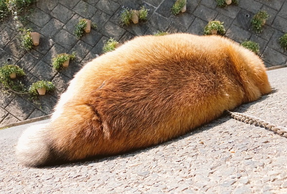 横になるワンコ