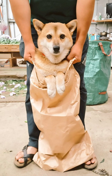 米袋に入っているワンコ