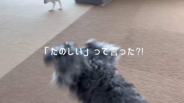 猫ちゃんに会話ボタンで話しかけるワンコ