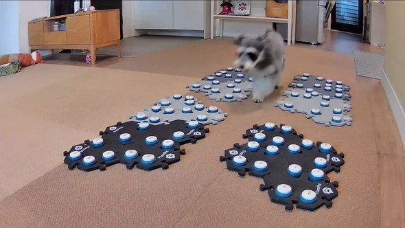 猫ちゃんに会話ボタンで話しかけるワンコ