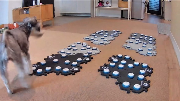 猫ちゃんに会話ボタンで話しかけるワンコ