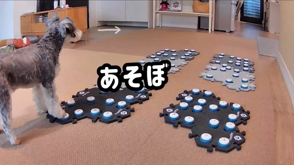 猫ちゃんに会話ボタンで話しかけるワンコ