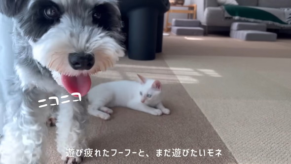 猫ちゃんに会話ボタンで話しかけるワンコ