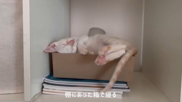 猫ちゃんに会話ボタンで話しかけるワンコ