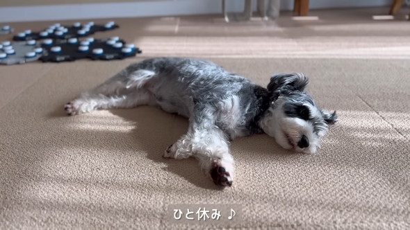 猫ちゃんに会話ボタンで話しかけるワンコ