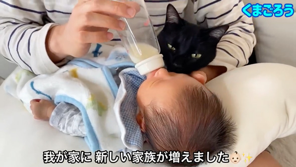 赤ちゃんのそばから離れない猫
