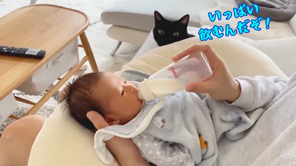 赤ちゃんのそばから離れない猫