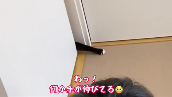 赤ちゃんのそばから離れない猫