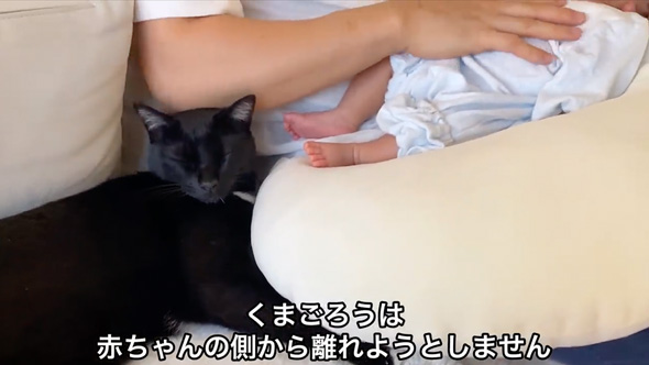 赤ちゃんのそばから離れない猫