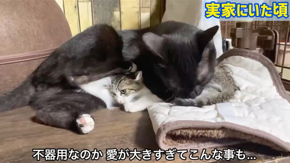赤ちゃんのそばから離れない猫