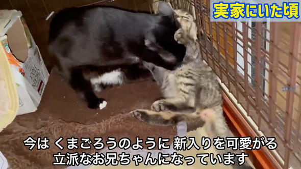 赤ちゃんのそばから離れない猫