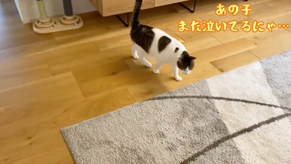 赤ちゃんのそばから離れない猫