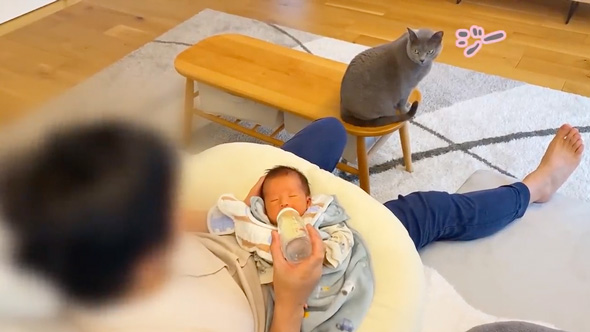 赤ちゃんのそばから離れない猫