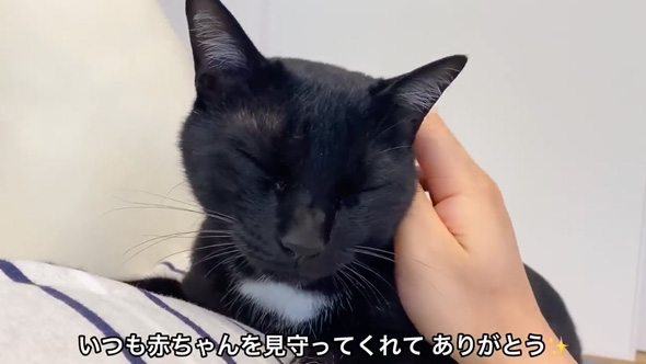 赤ちゃんのそばから離れない猫