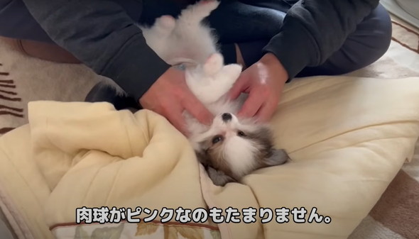 犬好き夫婦にサプライズ
